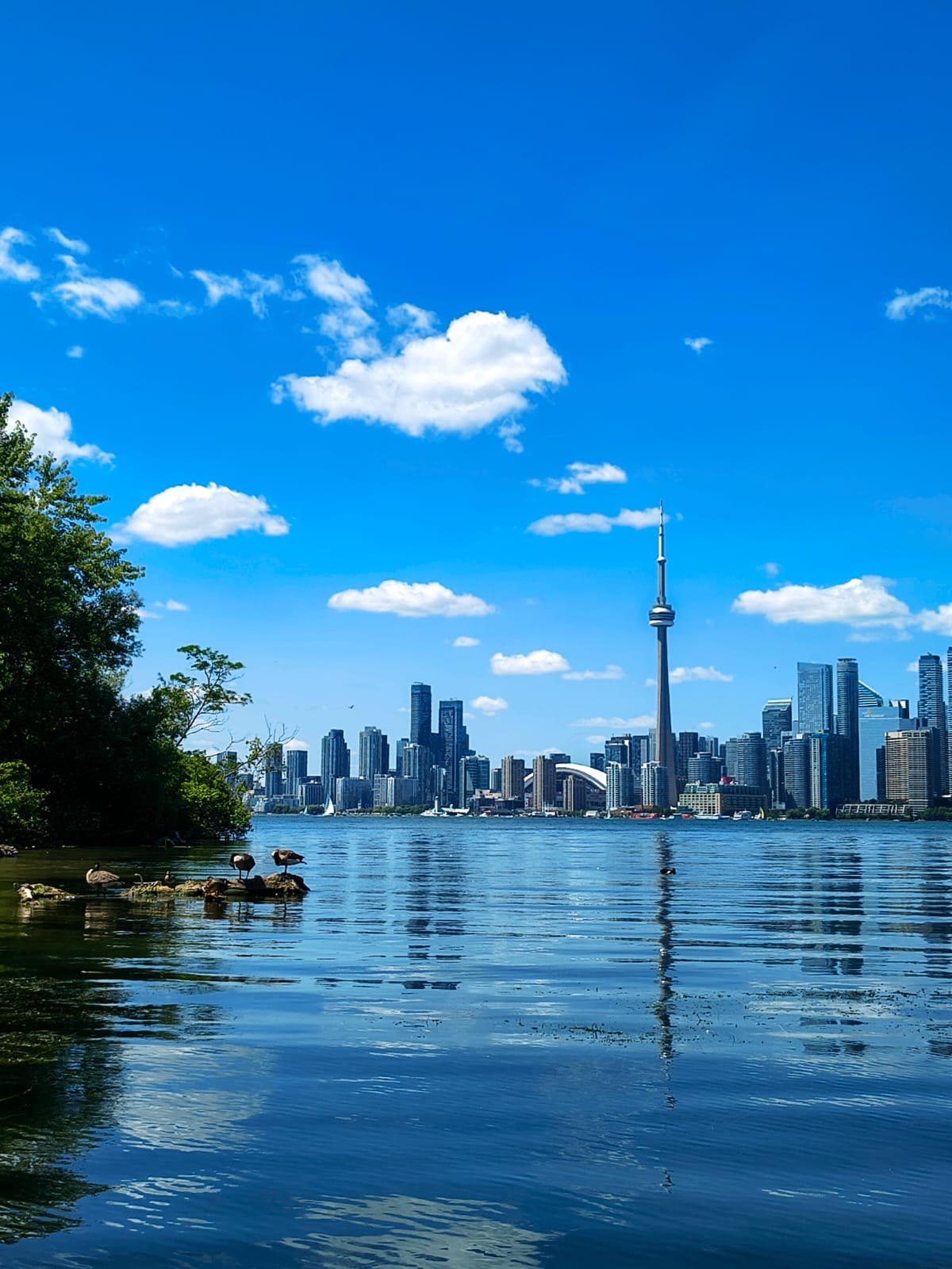 Toronto skyline with the CN Tower seen across the lake from Toronto Islands